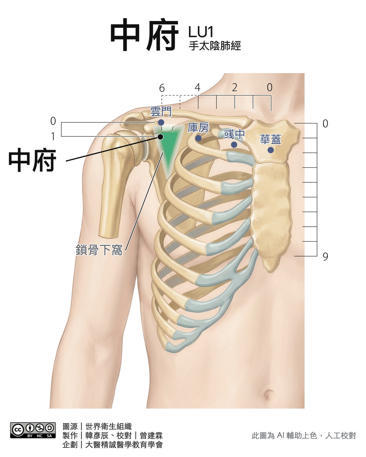 中府 LU1 穴位圖 彩色版