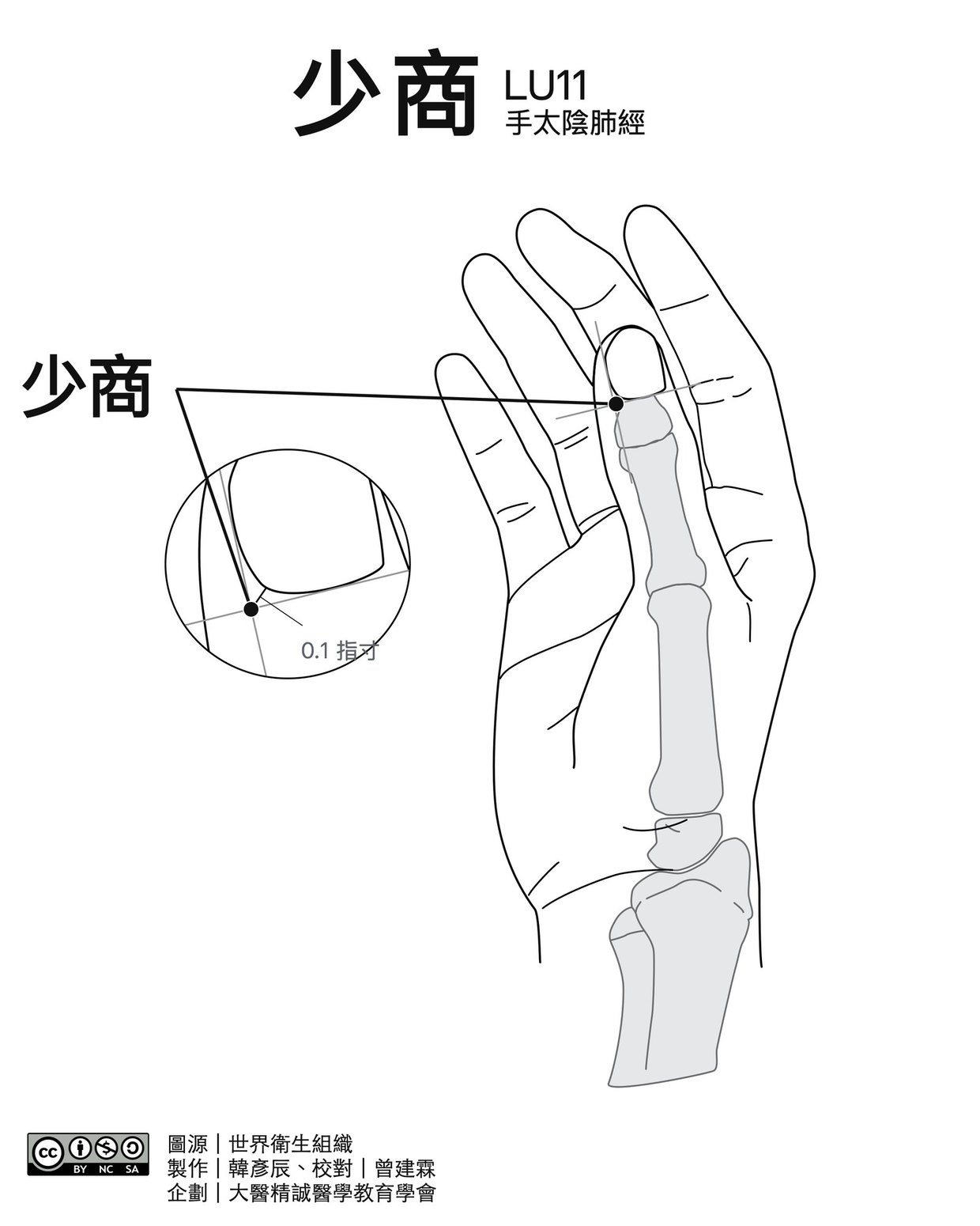 少商 LU11 穴位圖 黑白版