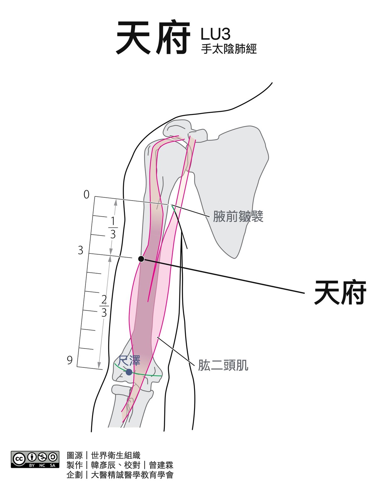 天府 LU3 穴位圖 黑白版