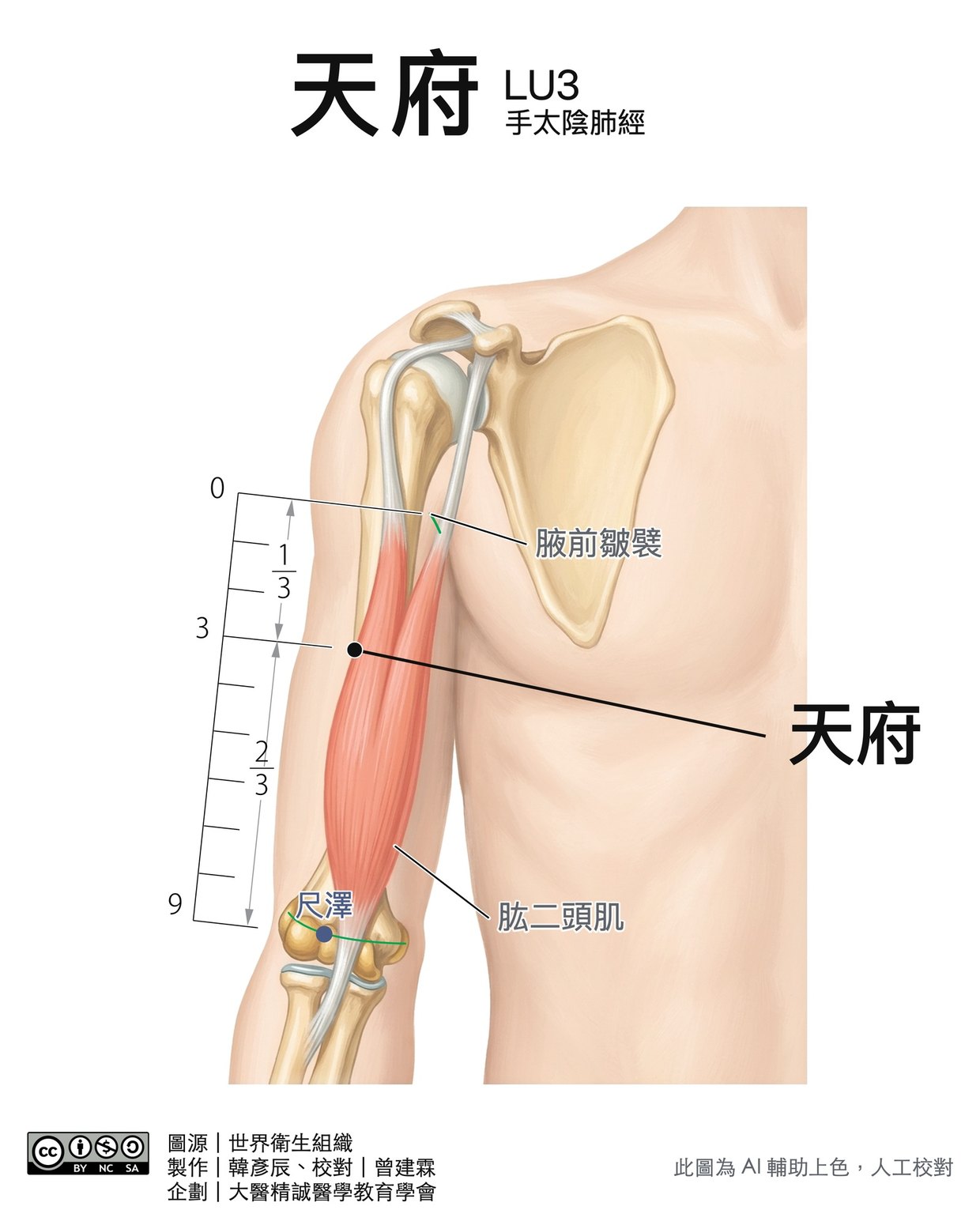 天府 LU3 穴位圖 彩色版