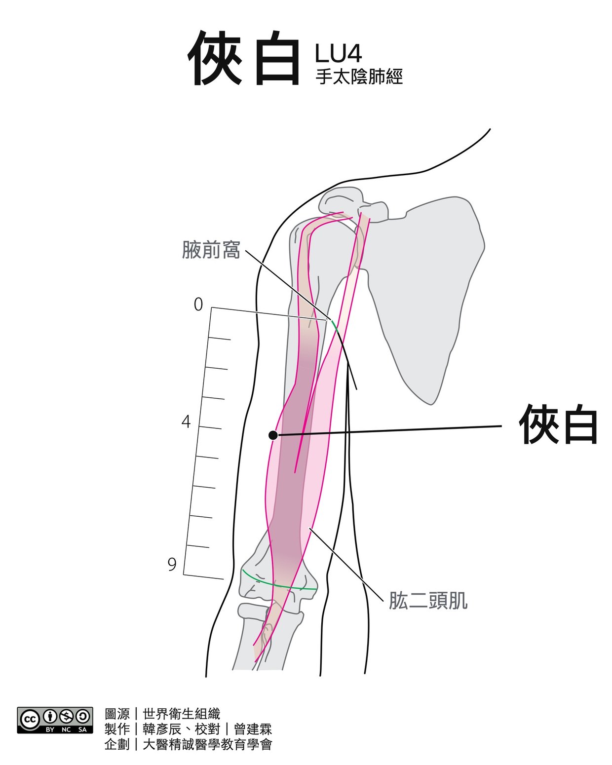 俠白 LU4 穴位圖 黑白版