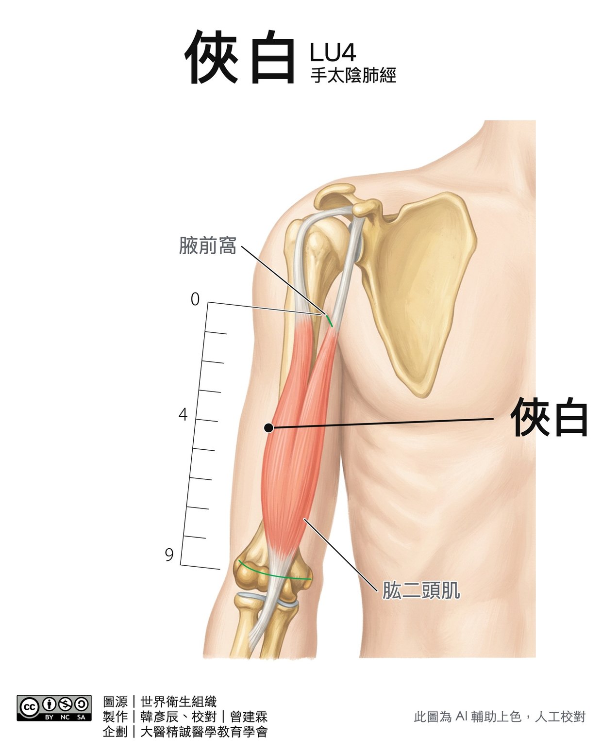 俠白 LU4 穴位圖 彩色版