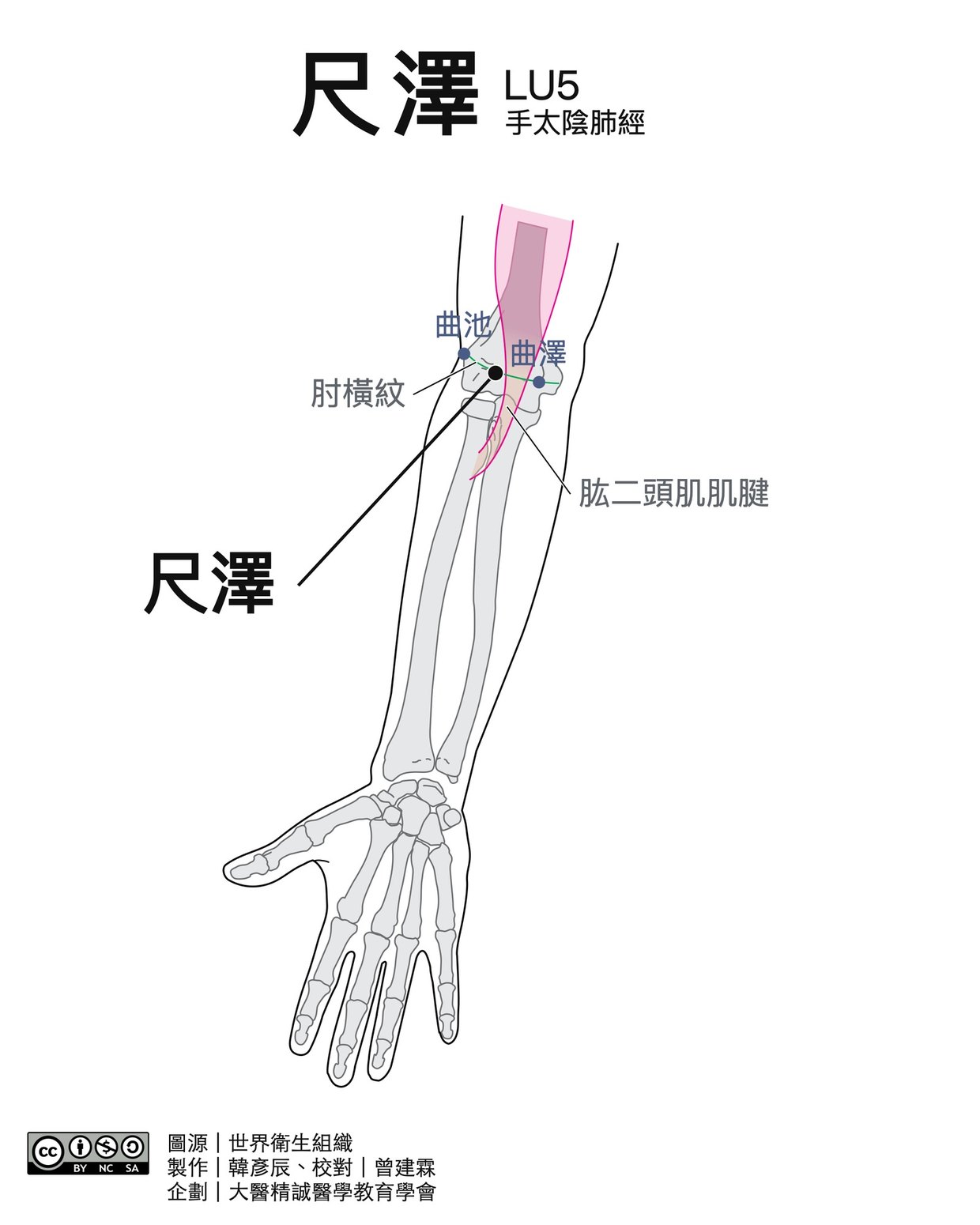 尺澤 LU5 穴位圖 黑白版