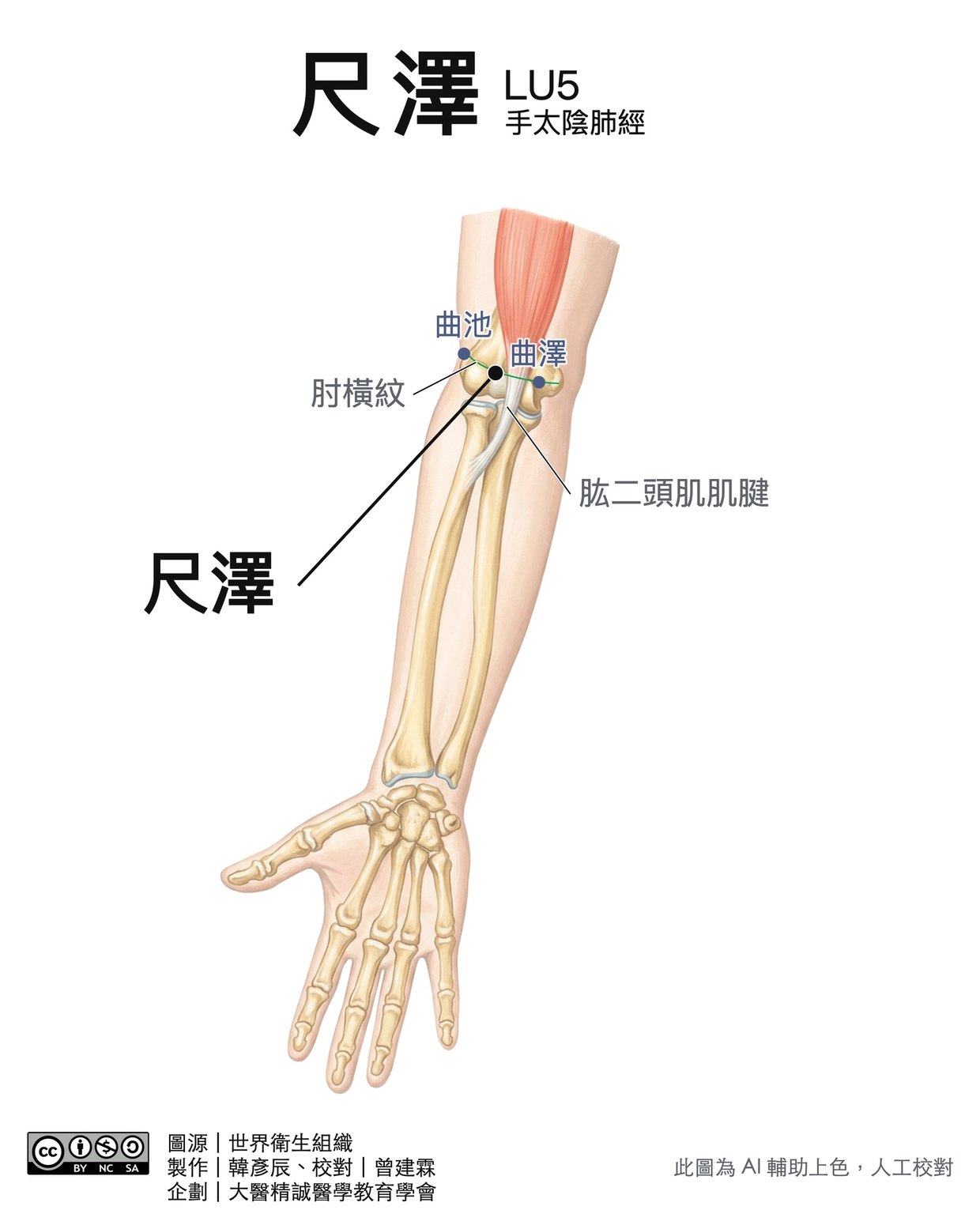 尺澤 LU5 穴位圖 彩色版