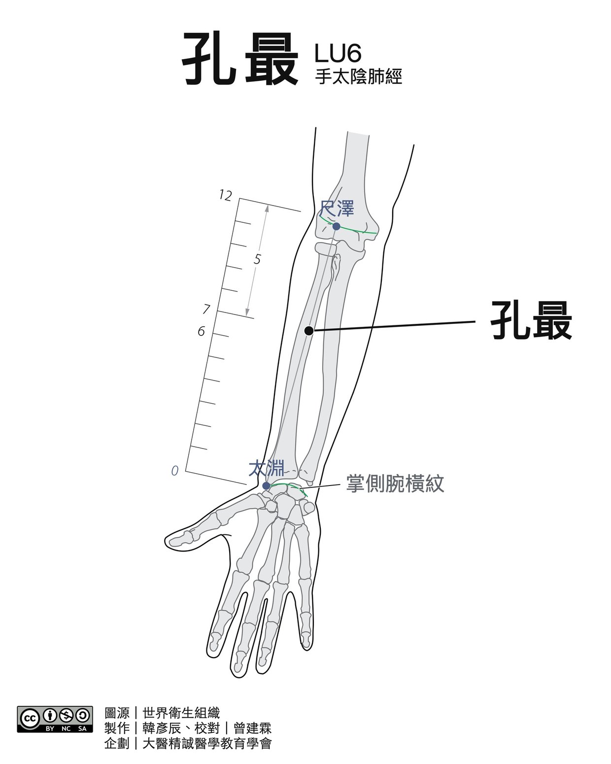 孔最 LU6 穴位圖 黑白版