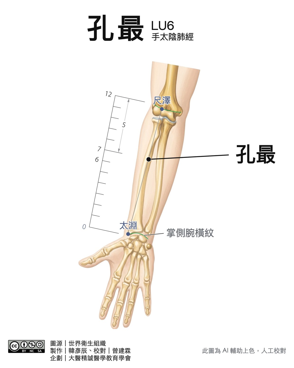 孔最 LU6 穴位圖 彩色版