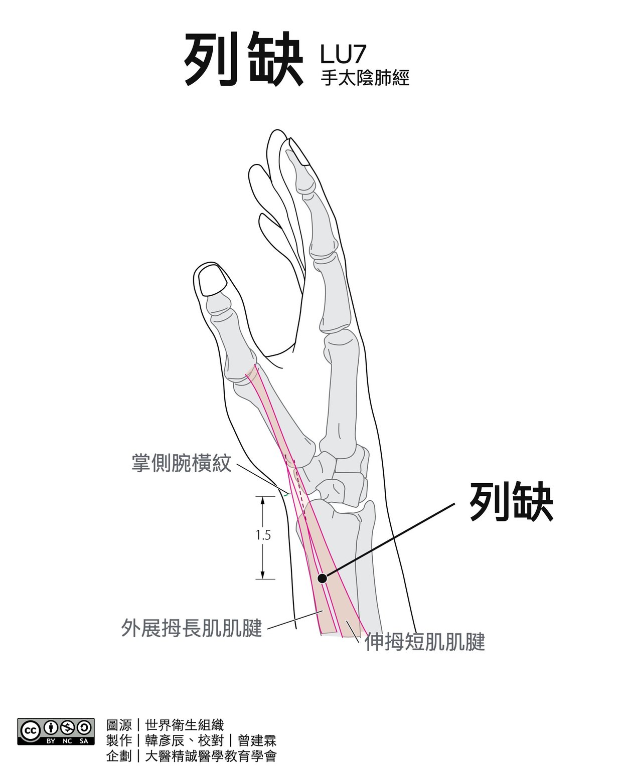 列缺 LU7 穴位圖 黑白版