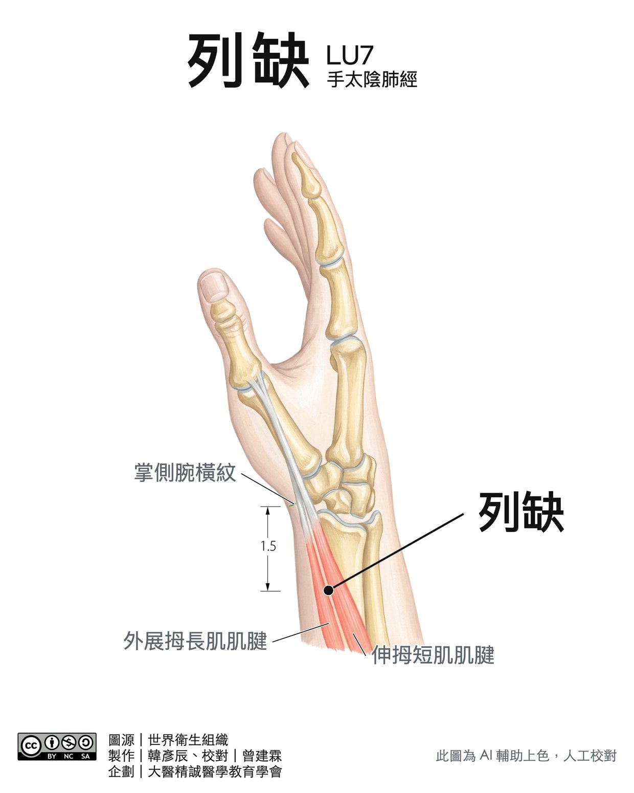 列缺 LU7 穴位圖 彩色版