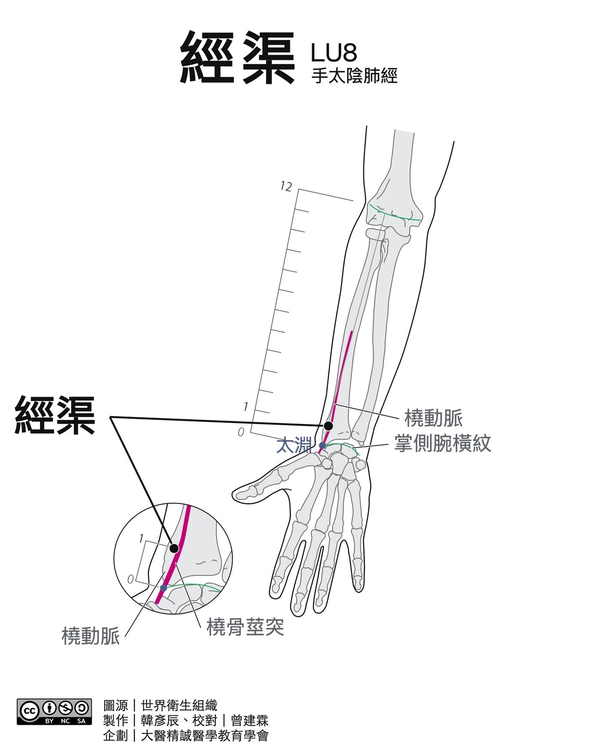 經渠 LU8 穴位圖 黑白版
