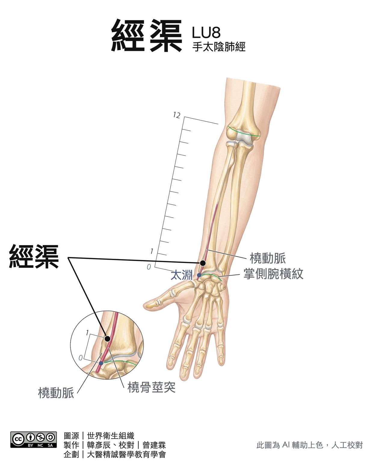 經渠 LU8 穴位圖 彩色版