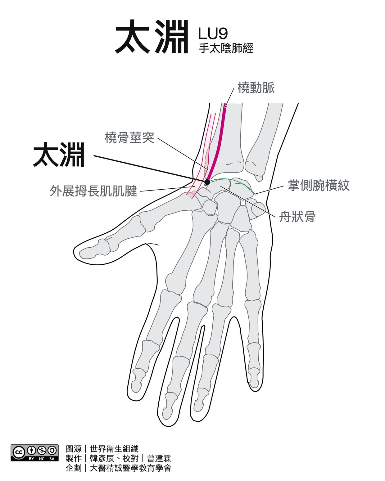 太淵 LU9 穴位圖 黑白版